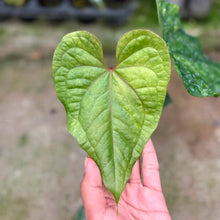 Load image into Gallery viewer, Anthurium Heart of luck variegated (Exact Plant)
