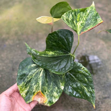 Load image into Gallery viewer, Anthurium Heart of Luck variegated (Exact Plant)
