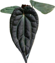 Load image into Gallery viewer, Anthurium Besseae aff x Luxurians (seedlings)
