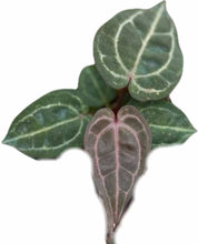 Load image into Gallery viewer, Anthurium (zara x michelle) x (zara x michelle) (seedling)
