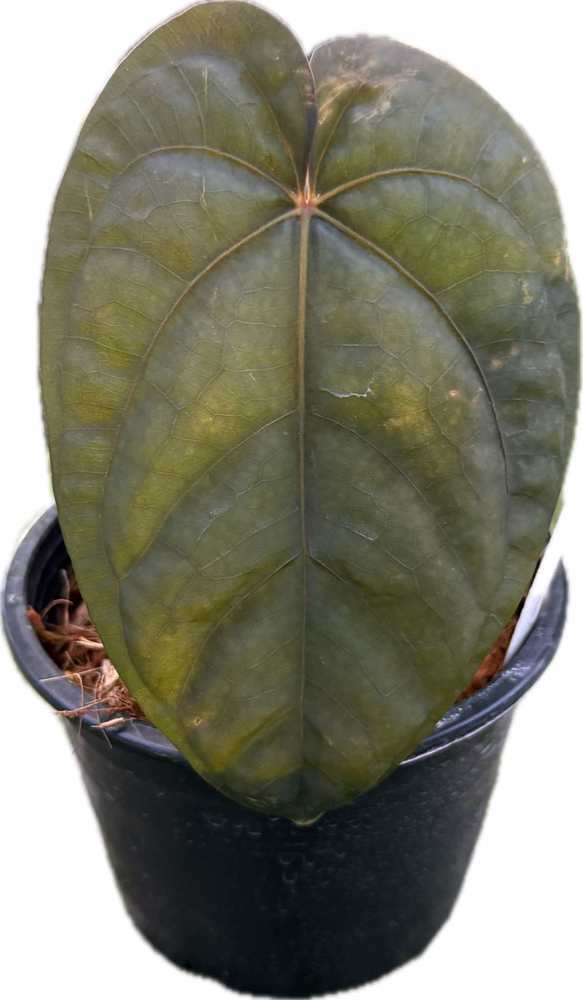 Anthurium dressleri x dressleri (seedlings)