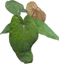 Load image into Gallery viewer, Anthurium dressleri x red dark phoenix (seedling)
