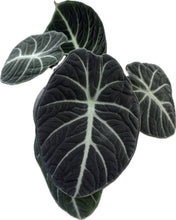 Load image into Gallery viewer, Alocasia ninja
