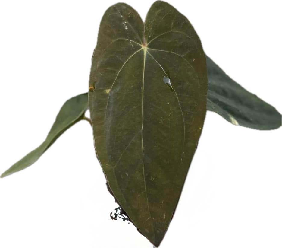 Anthurium papillilaminum x dressleri (seedling)