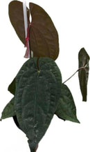 Load image into Gallery viewer, Anthurium papillilaminum x red dark phoenix (seedling)
