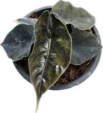 Load image into Gallery viewer, Alocasia azlanii
