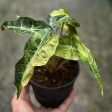 Load image into Gallery viewer, Alocasia amazonica aurea splash
