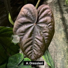 Load image into Gallery viewer, Anthurium papillilaminum x dressleri (seedling)
