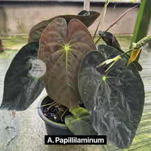 Load image into Gallery viewer, Anthurium papillilaminum x dressleri (seedling)
