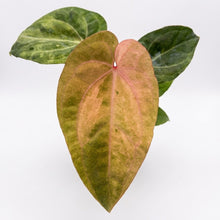 Load image into Gallery viewer, Anthurium papillilaminum hybrid " Pink Horizon " variegated
