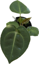 Load image into Gallery viewer, Anthurium besseae aff x forgetti (seedling)
