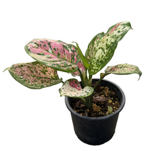 Load image into Gallery viewer, Aglaonema Anyamanee tricolor with pink, cream, and green variegated leaves in a pot

