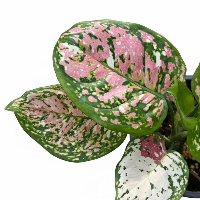 Aglaonema Anyamanee Tricolor - TEG