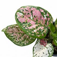 Load image into Gallery viewer, Aglaonema Anyamanee tricolor with pink, cream, and green variegated leaves in a pot
