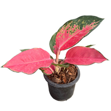 Load image into Gallery viewer, Aglaonema Chang Dang with bright red leaves and green edges in a pot.
