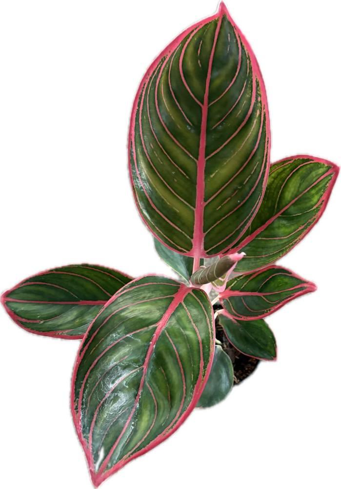 Aglaonema Khanza with deep green leaves and bright pink veins.