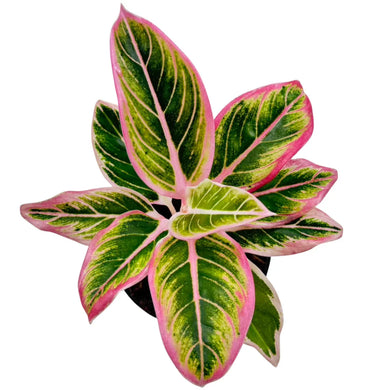 Aglaonema Lotus Delight with green leaves and bright pink edges.