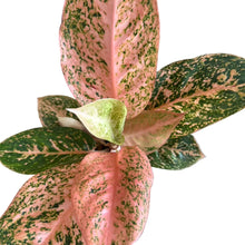 Load image into Gallery viewer, Aglaonema Orange Stardust with vibrant orange, pink, and green variegated leaves.
