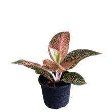 Load image into Gallery viewer, Aglaonema Orange Stardust with vibrant orange, pink, and green variegated leaves.
