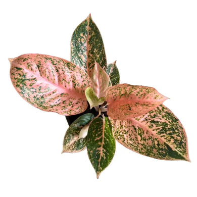 Aglaonema Orange Stardust with vibrant orange, pink, and green variegated leaves.