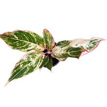 Load image into Gallery viewer, Aglaonema Siam Aurora with red-pink variegated foliage in a black pot
