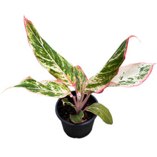 Load image into Gallery viewer, Aglaonema Siam Aurora with red-pink variegated foliage in a black pot
