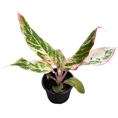 Aglaonema Siam Aurora with red-pink variegated foliage in a black pot