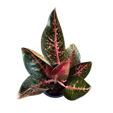 Aglaonema Sumatra with dark green leaves and bright pink variegation.