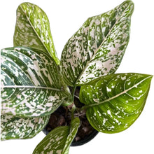 Load image into Gallery viewer, Aglaonema Tom&#39;s Pride with green, white, and pink variegated lance-shaped leaves in a rosette form.
