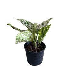 Load image into Gallery viewer, Aglaonema Tom&#39;s Pride with green, white, and pink variegated lance-shaped leaves in a rosette form.
