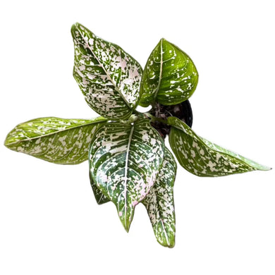 Aglaonema Tom's Pride with green, white, and pink variegated lance-shaped leaves in a rosette form.
