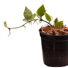 Load image into Gallery viewer, Hoya lacunosa &#39;asami&#39;
