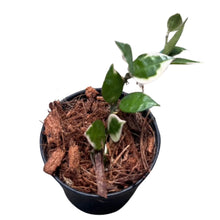 Load image into Gallery viewer, Hoya lacunosa &#39;asami&#39;
