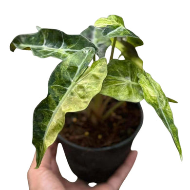 Alocasia Amazonica Aurea Splash Variegated with vibrant yellow variegation on dark green arrowhead leaves.