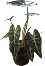 Load image into Gallery viewer, Alocasia Bambino with narrow dark green arrowhead leaves and bright white veins.
