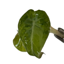 Load image into Gallery viewer, Alocasia Black Velvet Aurea Variegated with golden-yellow marbled foliage
