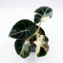 Load image into Gallery viewer, Alocasia Black Velvet Dalmatian
