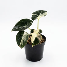 Load image into Gallery viewer, Alocasia Black Velvet Dalmatian
