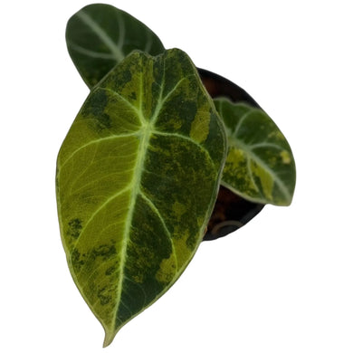 Alocasia Black Velvet Gold Variegated with heart-shaped, dark green velvet leaves featuring striking gold marbling, displayed in a small pot.