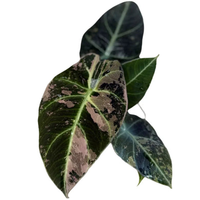 Alocasia Black Velvet Pink Variegated with velvety dark green leaves accented by unique pink and black marbling, displayed in a small nursery pot.