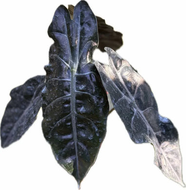 Close-up of Alocasia Chantrieri with metallic dark green leaves and silver veins.