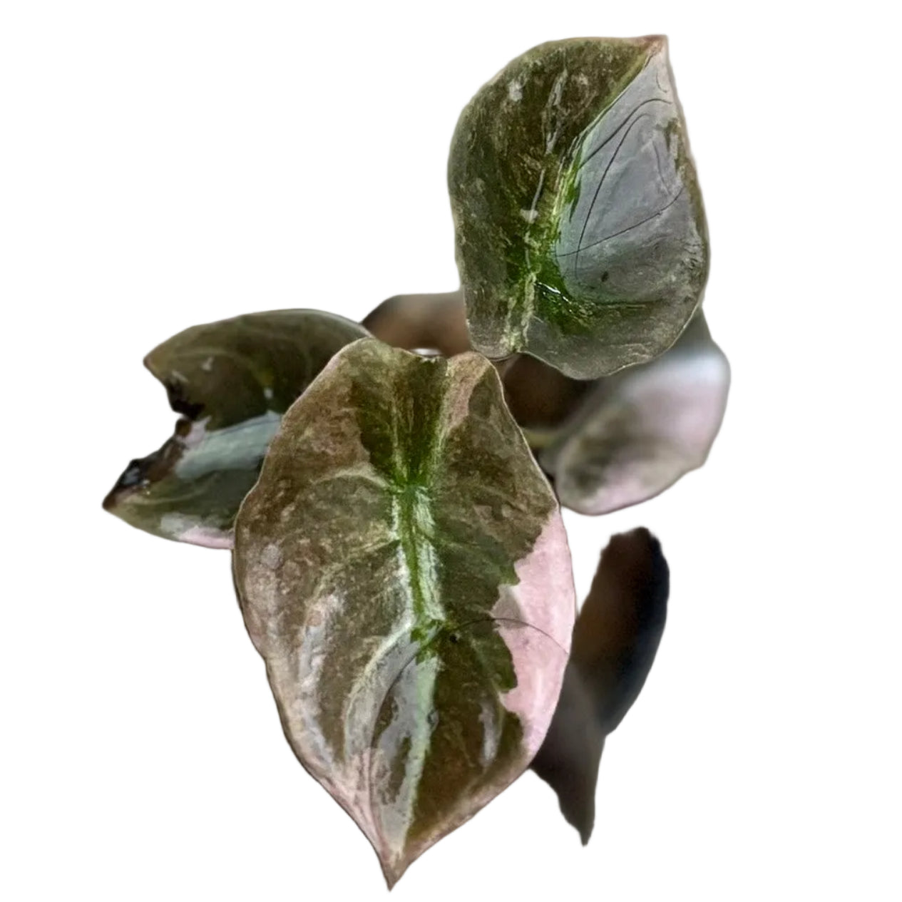 Alocasia Cuprea Pink - TEG | Mint Rare Variegated Collector Plant