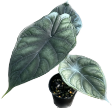 Load image into Gallery viewer, Alocasia Dragon Scale with textured deep green leaves and silver veining.
