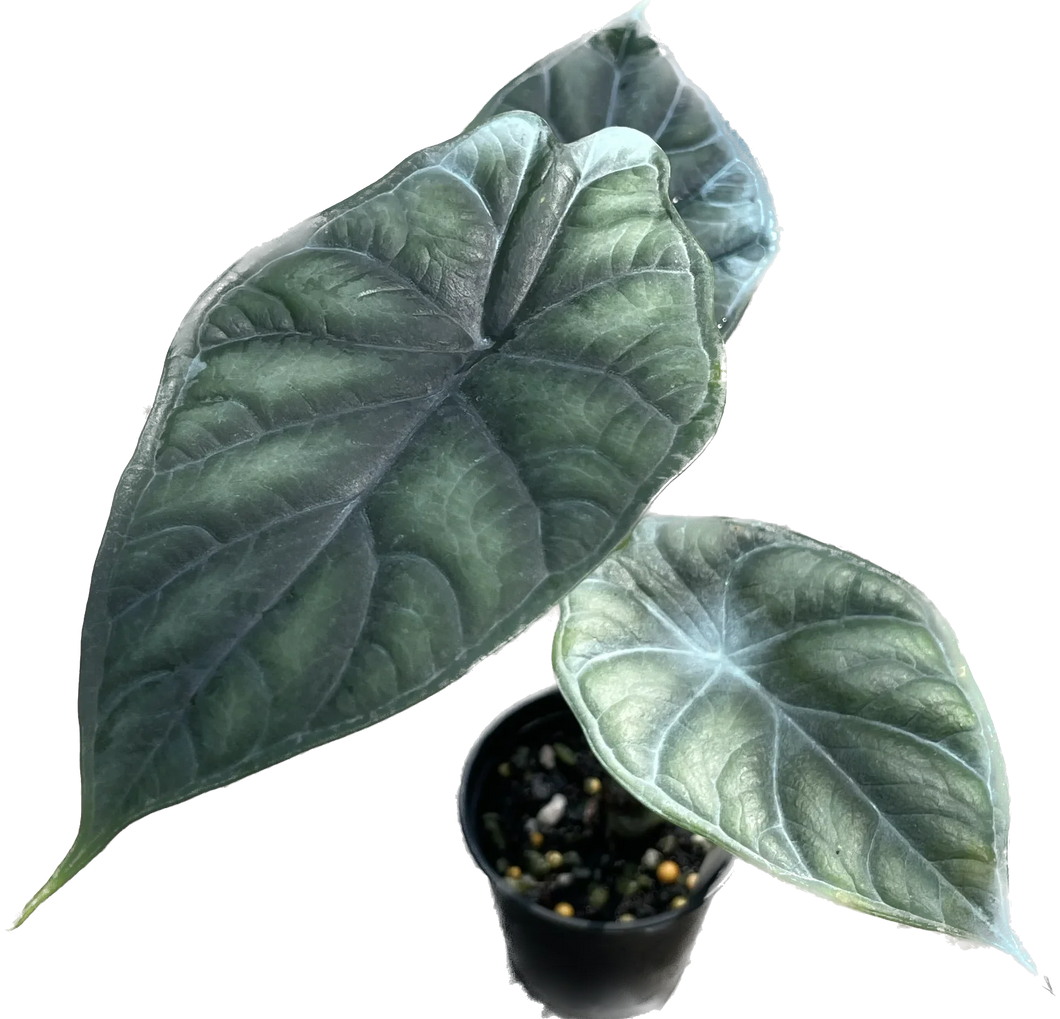 Alocasia Dragon Scale - TEG | Textured Alocasia with Armor Leaves