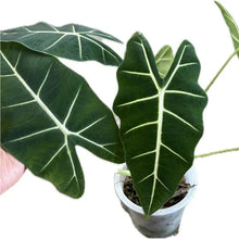 Load image into Gallery viewer, Alocasia Frydek with velvety green leaves and white veins in a pot
