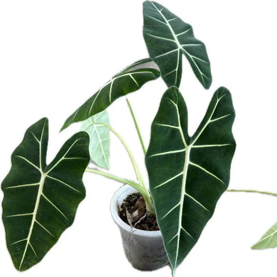 Alocasia Frydek with velvety green leaves and white veins in a pot