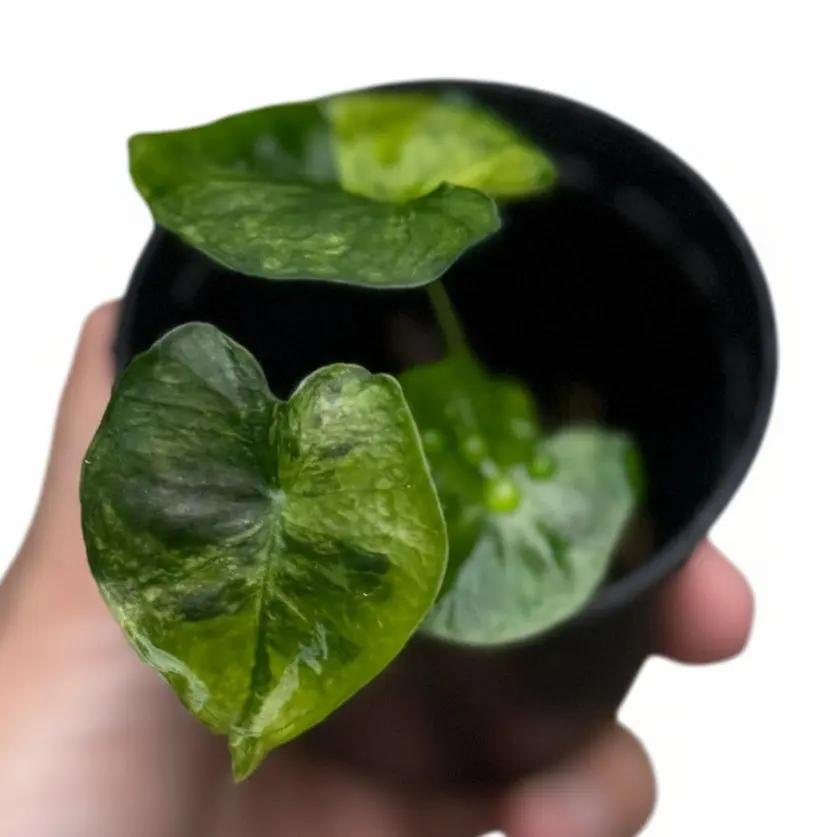 Alocasia Frydek Dorayaki Aurea Variegated (Round Form) - TEG