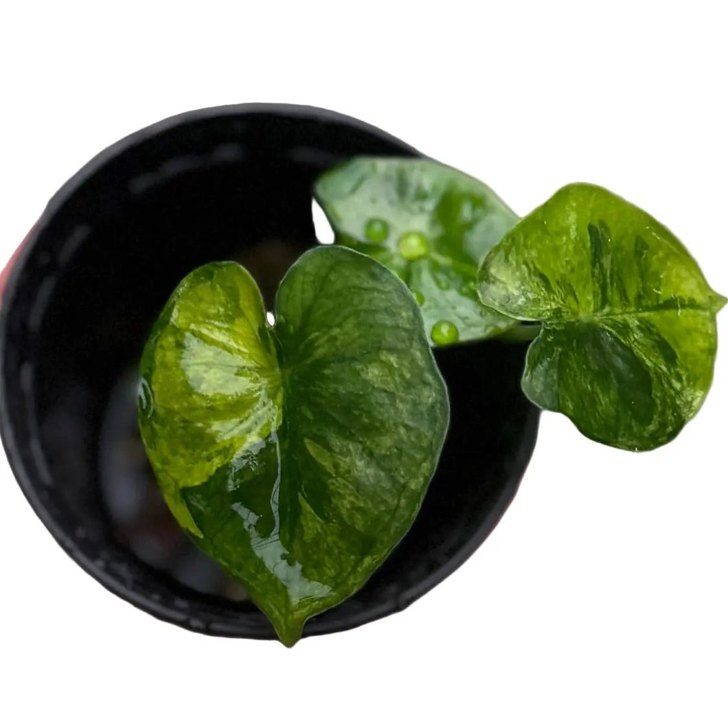 Alocasia Frydek Dorayaki Aurea Variegated with round golden-green marbled leaves