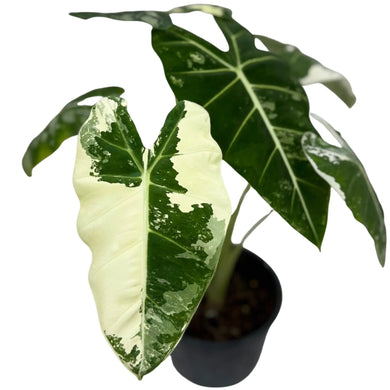 Alocasia Frydek Variegated with striking white and green variegated leaves.