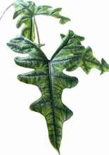 Load image into Gallery viewer, Alocasia Jacklyn with deeply lobed green leaves and dark veining in a black pot.
